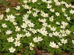 Buschwindrschen (Anemone nemorosa)  Leidse Hout  Leiden 30-03-2014.