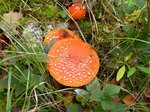 Pilze in Naturpark  De Pan van Persijn , Katwijk, Niederlande 30-10-2016.