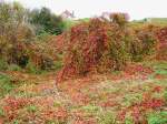 Dne in Herbstfarbe Noordwijk am 30-09-2012.