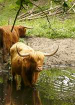 Schotse Hooglanders in de duinen bij 't Panbos.