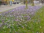 Frhlings-Krokusse in Leiden, Niederlande 15-03-2015.