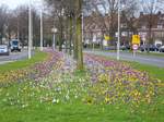 Frhlings-Krokusse Lammmenschansweg, Leiden 07-03-2017.