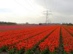 Blumenfelder unter Hochspannung bei Leiden 27-04-2008