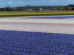 Blumenfelder Gooweg, Noordwijkerhout 17-04-2016.