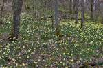 Bei einer Wanderung am 02.04.2023 habe ich dieses Blumenmeer mit wild wachsenden Narzissen in einem Wald gesehen