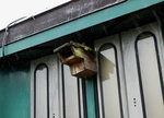 SBB/Vogelschutzverein Arch: Der seit Jahren in Arch stationierte ehemalige Mitteleinstiegwagen des Vogelschutzvereins Arch hat seinen Stammplatz verlassen und wartet nun auf einem Abstellgeleise des Bahnhofs Arch sein weiteres Schicksal ab. Auf der Aufnahme vom 12. Mai 2016 ist noch das erhaltene Vogelhuschen ersichtlich.
Foto: Walter Ruetsch
