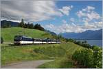 Die MOB Ge 4/4 8002 fährt mit ihrem MOB Golden Pass Panoramic Express PE 2234 durch die Rebberge oberhalb von Montreux bei Planchmp.