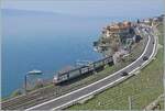 Bei Rivaz ist ein SBB RABe 511 als RE 33 auf dem Weg nach Annemasse. 

30. M�rz 2025