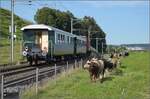 Historische Seethalbahn in Aktion und ein Auflaufunfall.

Da war das liebe Vieh vom Multitasking überfordert. Noch während die erste Kuh bemerkt, dass der Fotograf nicht der Bauer ist, den sie sehnsüchtig erwarten, fährt der Museumszug der historischen Seethalbahn vorüber. Da bleibt die erste Kuh überrascht stehen, während die anderen Rindviecher nicht bei der Sache sind und dem Museumszug zuschauen. So wiederholt sich die Szene des Auflaufunfalls der Elefanten im Dschungelbuch. Hier stossen zwar vier Rindviecher aufeinander, doch das Kopfkino spricht:  Papi, Du hättest Halt sagen müssen! 

Da gerät der Museumszug mit dem Seetalkrokodil De 6/6 15301 fast zur Nebensache. Im Bild sind die  vorbildlich restaurierten Wagen ABi 4415 und Bi 7714 und die Mannschaft der Emmener Bunkerhangarwiesenpflege. Am Flugplatz Emmen, September 2024.