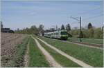 Zwischen Dotzigen und Büren an der Aare ist der BLS RBDe 565 739 mit einem  Jumbo   B und ABt auf dem Weg nach Büren an der Aare.