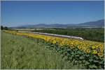 Zwei SBB ICN RABDe 500 sind zwischen Essert-Pittet und Ependes VD als IC5 519 auf dem Weg von Lausanne nach Rorschach. 
Die Strecke Lausanne -Yverdon wurde am 7. Mai 1855 von Bussigny nach Yverdon eröffnet und zwei Jahres später konnte der Betriebe bis Lausanne aufgenommen werden. Am 1. November 1921 wurde der Abschnitt Chavornay - Ependes und am 14. Mai 1933 der Abschnitt Ependes - Yverdon der seit dem 1. Februar 1925 elektrisch betriebenen Strecke doppelspurig ausgebaut.
Wobei anzumerken ist, dass der Doppelspurausbau der Strecke Lausanne Biel/Bienne etappenweise schon 1872 begann und heute mit dem letzten Abschnitt Ligerz Twann kurz vor der Vollendung steht.  

12. Juli 2025