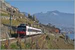 Der SBB RBDe 560 210  Domino  (RBDe 560 DO 94 85 7 210-7 CH-SBB) ist auf der Train de Vignes Strecke auf der Fahrt von Puidoux nach Vevey und zeigt sich nach dem Verlasssen des nur 20 Meter langen Salanfe Tunnel oberhalb von St-Saphorin vor der Kulisse der Riviera Vaudoise.

15. November 2024