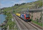 Nach einigen Problemen der Vectron Loks mit dem ETCS und der dadurch erfolgten Umdisponierung der SBB Cargo Vectron Loks auf Nicht-ETCS-Strecken, sind die SBB Cargo Vectron Loks nun vereinzelt wieder auf der Simplonlinie zu sehen, wobei sich die ziemlich neue 193 077 bei Rivaz mit ihren drei Wagen nicht über zu viel Arbeit beklagen kann.

19. Mai 2025