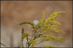 Impression: Die Natur entlang der Trassen ist vielfltig (Grnheide-Fangschleuse, 20.08.2009)