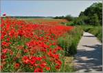Im Sommer zu bewundern: Mohnblumenfelder auf R�gen.
(08.06.2007)