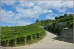 Weinberge im Lavaux  (29.08.2012)