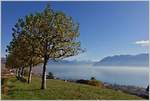 Ausblick von Grandvaux auf den Genfersee und die Waadtländer Alpen.