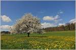 Frühling am Jurasüdfuss bei Apples  (14.04.2017)