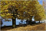 Herbststimmung am Genfersee  (27.10.2016)