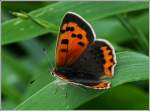 - Papillon Modenschau - Die Schuhe des kleinen Feuerfalters (Lycaena phlaeas) wurden passend zu den Fhlern ausgesucht.