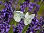 Kohlweilinge lieben Lavendel.