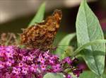 C-Falter mit geschlossenen Flügeln auf  dem Sommerflieder vor unserem Haus.