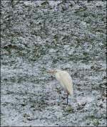 Silberreiher (Casmerodius albus) 14.01.2013 (Jeanny)