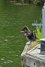 Der Kormoran trocknet seine Flügel am Bootssteig bei einer Schleuse. 07.07.2024