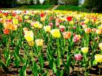 Winsen (Luhe) - Tulpenfeld in den Luhegrten, einem berbleibsel der Niederschsischen Landesgartenschau 2006.