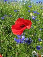 Rapsfeld mit Kornblume und Mohn