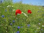 erntereifes Rapsfeld mit typischen Feldblumen