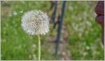 Pusteblume  (23.04.2014)