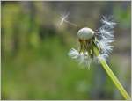 Für diese Blume ist die Saison bereits wieder vorbei  (23.04.2014)