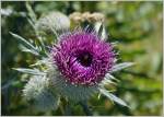 Eine Kratzdistel in voller Blüte.