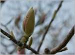 Der Frühling kommt...