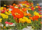 Buntes Mohnblumenbeet  (04.04.2016)