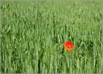 Für einen roten Farbtupfer sorgt diese Mohnblume im Weizenfeld.