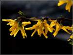 Forsythien im Abendlicht des 08.04.2011.