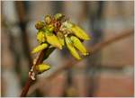 Forsythien kurz vor der Blüte  (14.03.2018)