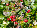 Es wird Herbst im Hellertal....
Der Weißdorn trägt Früchte, hier am 01.10.2017 im Bf Herdorf.
Die Weißdorne sind eine Pflanzengattung der Kernobstgewächse innerhalb der Familie der Rosengewächse.