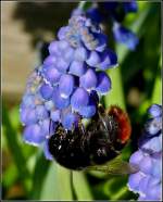 Akrobatische Einlage einer Hummel, um an den Nektar der Traubenhyazinthe zu gelangen.