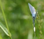 Schmetterling in Blau.