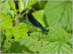 Blauflgel-Prachtlibelle (Calopteryx virgo) aufgenommen am 20.07.2012 (Hans)