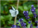 Lavendel scheint hoch im Kurs zu stehen.