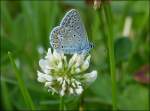 Darf ich mich vorstellen, mein Name ist Hauhechel-Bluling.