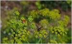 Jedem Tierchen seine Blüte  (31.07.2014)