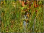 Eine Libelle im Hochmoor bei Lally.