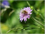 Ein Gebänderter Pinselkäfer auf einer Blüte.