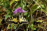 Der Schwalbenschwanz (Papilio machaon) ist ein Schmetterling aus der Familie der Ritterfalter (Papilionidae).