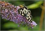 Platz da oder ich steche zu! Die Wespe hatte nur ein Ziel sie wollte auch an die Blten, der Schmetterling flog sogleich davon.